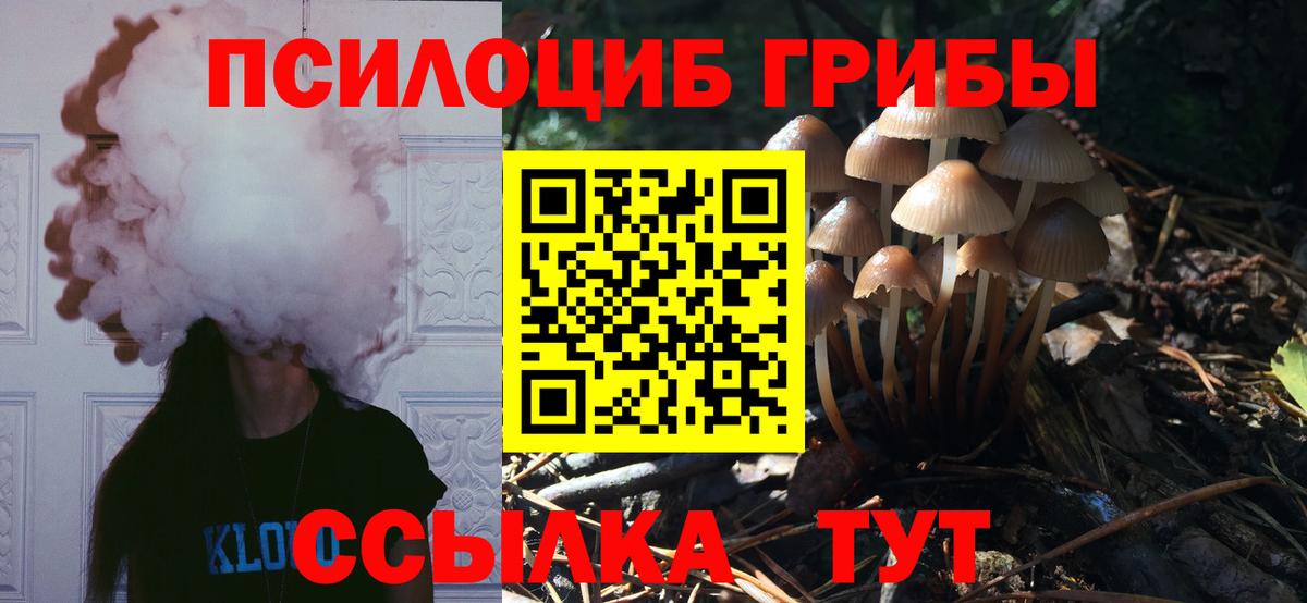 Псилоцибиновые грибы Cubensis Сургут